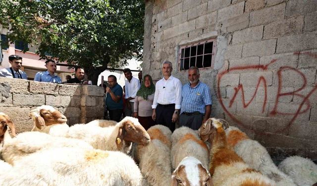 Belediyeden aldığı 16 koyunu 130’a çıkardı