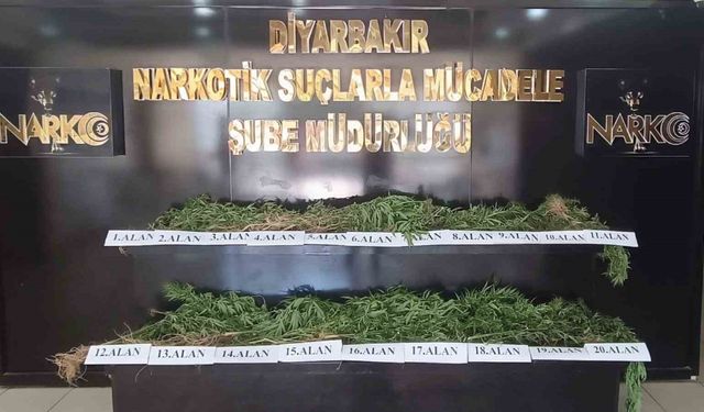 800 kilo esrar türevi ve 3 bin 276 kök kenevir ele geçirildi