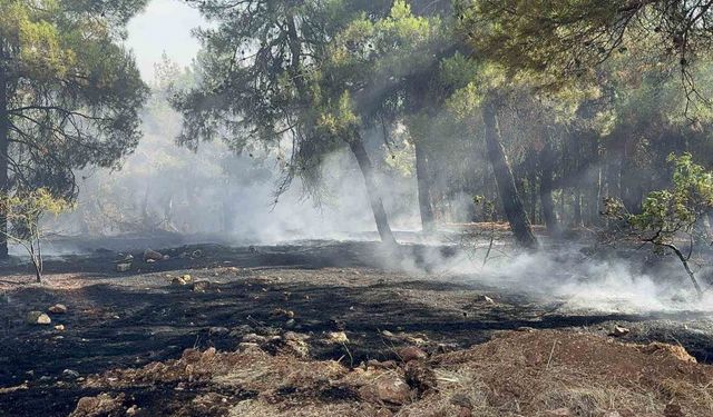 İslahiye'de çıkan orman yangını