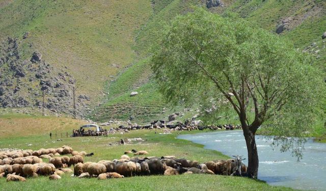 İdil’de "şap hastalığı" nedeniyle hayvan giriş çıkışı yasaklandı