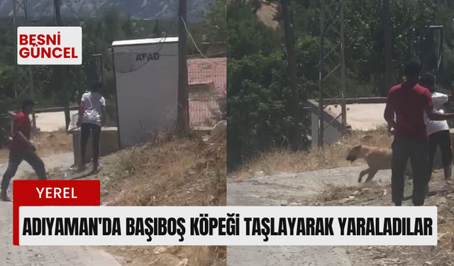 Adıyaman'da başıboş köpeği taşlayarak yaraladılar