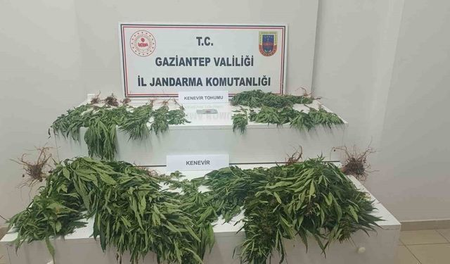 Jandarma ekipleri 253 kök kenevir ele geçirildi: 9 gözaltı