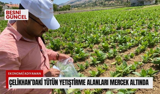 Çelikhan’daki tütün yetiştirme alanları mercek altında