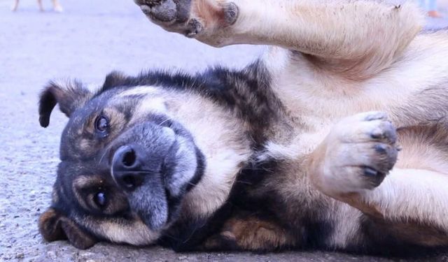 Köpeklerin saldırısına uğrayan Abbas ağır yaralandı