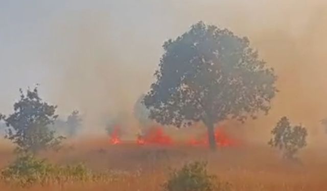 5 Ayrı noktada çıkan yangın devam ediyor