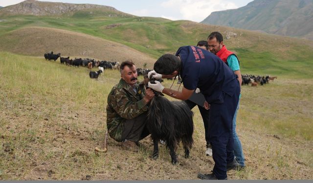 Hekimlerden Faraşin Yaylası'ndaki sürülere sağlık hizmeti