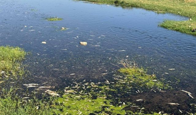 Balık ölümlerine neden olan fıstık ve zeytin yağı tesisine ceza