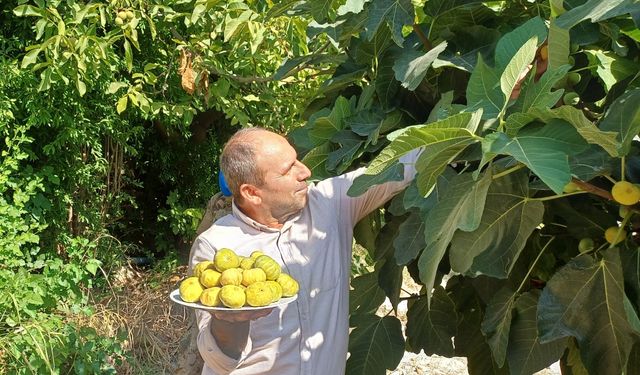 Batman'da üretimi yapılan Benati incirinde hasat başladı