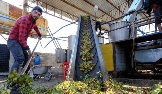 Birecik’te boz fıstık hasadı devam ediyor