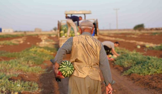 Karpuzunda hasat devam ediyor,