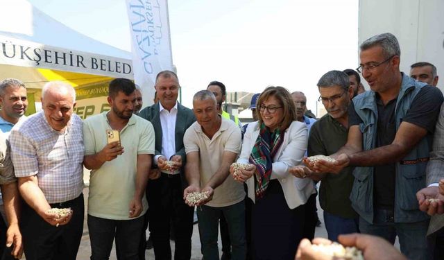 Gaziantep Büyükşehir boz kavlak fıstığın alımına başladı