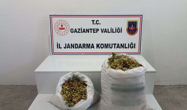 Gaziantep’te 515 kilo Antep fıstığı çalan 2 şüpheli suçüstü yakalandı