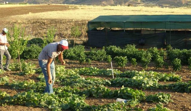 Gercüş’te etçil dev çekirge görüntülendi