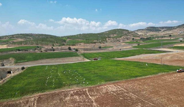 Kilis’te en acı hasat başladı