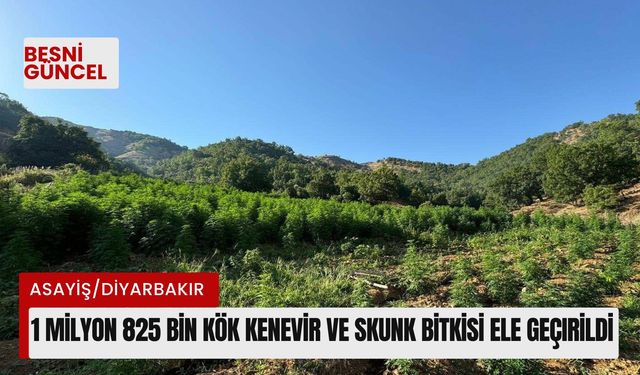 1 milyon 825 bin kök kenevir ve skunk bitkisi ele geçirildi