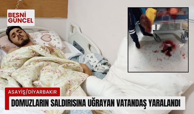 Domuzların saldırısına uğrayan vatandaş yaralandı