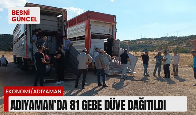 Adıyaman’da 81 gebe düve dağıtıldı