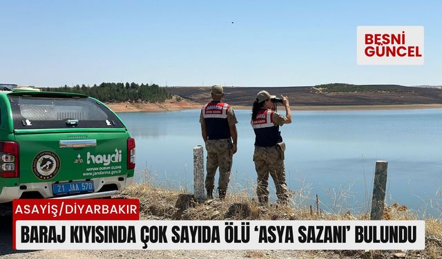 Baraj kıyısında çok sayıda ölü ‘Asya Sazanı’ bulundu