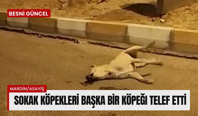 Sokak köpekleri başka bir köpeği telef etti