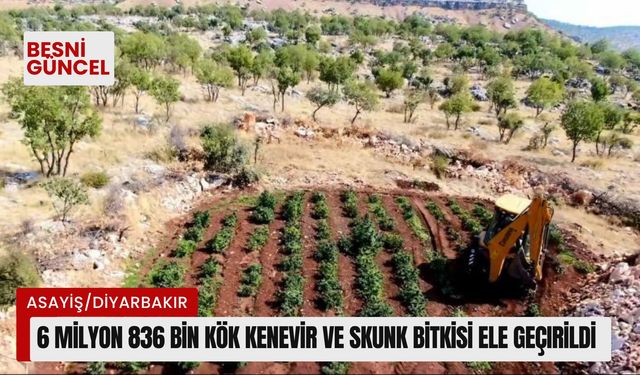 6 Milyon 836 bin kök kenevir ve skunk bitkisi ele geçirildi