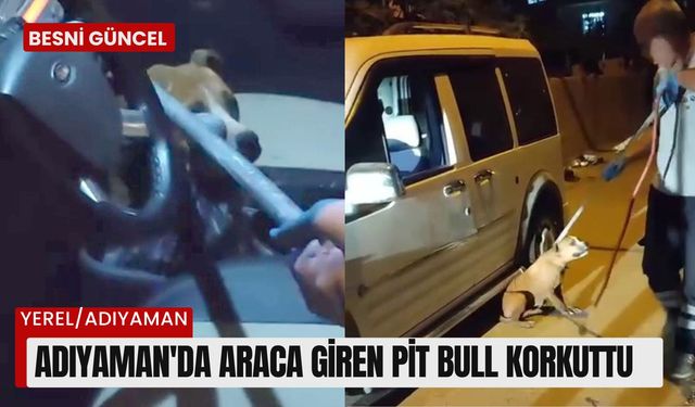 Adıyaman'da Araca Giren Pit Bull Korkuttu