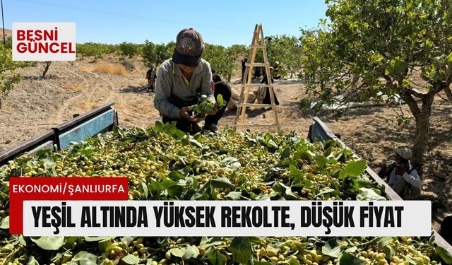 Yeşil altında yüksek rekolte, düşük fiyat