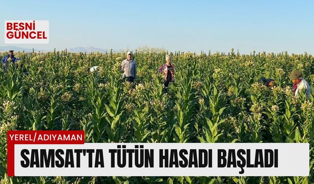 Samsat’ta tütün hasadı başladı