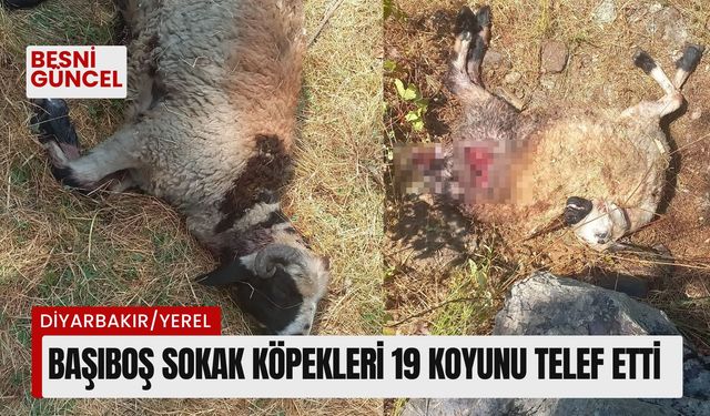 Başıboş sokak köpekleri 19 koyunu telef etti