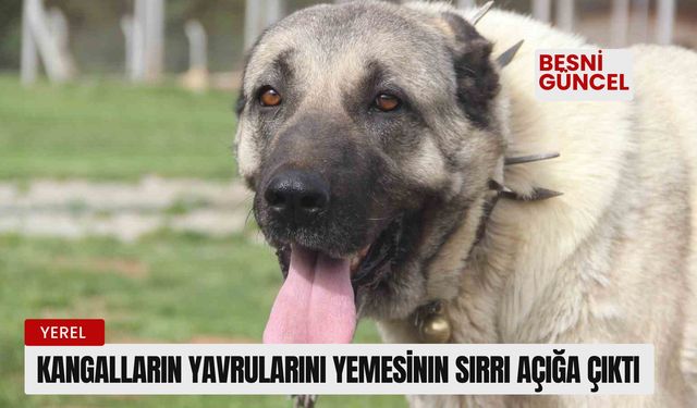 Kangalların yavrularını yemesinin sırrı açığa çıktı