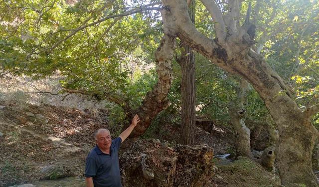 İki çınar ağacı tek gövde üzerinde 50 metre yükseldi