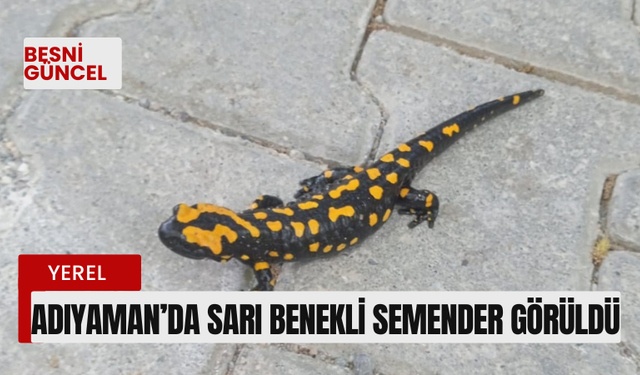 Adıyaman’da sarı benekli semender görüldü