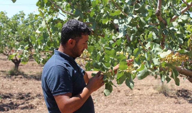 İklim değişikliği fıstık rekoltesinde düşüş bekleniyor