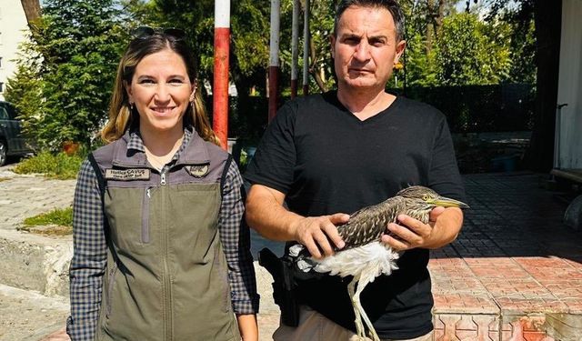 ’Gece Balıkçılı’ kuşu tedavi altına alındı