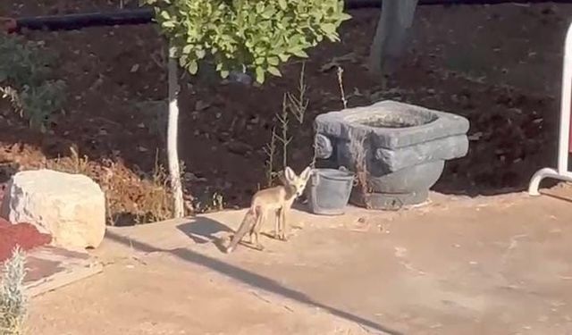 Tavuklar su içmeye gelen tilkiyi uzaklaştırdı