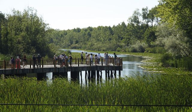 Acarlar Longozu yaz sezonunda turizmin gözdesi oldu 