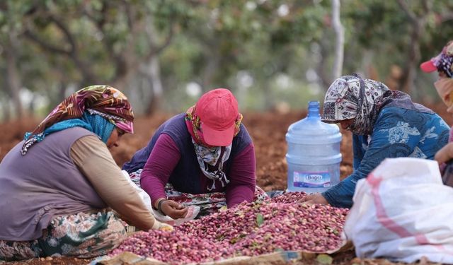 Antep fıstığını kavlatma mesaisi sürüyor