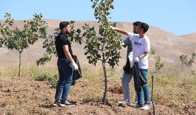 Batman Üniversitesinde yetiştirilen fıstığın hasadı yapıldı