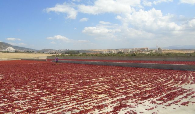 Pul biber üretimi istihdama da katkı sağlıyor