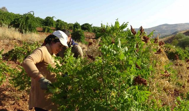 Gercüş’te sumak hasadı başladı