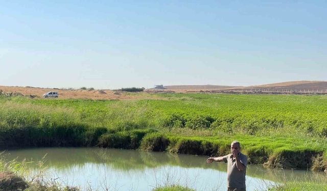 Harran Ovası’nda oluşan dev obruklar çiftçileri korkutuyor