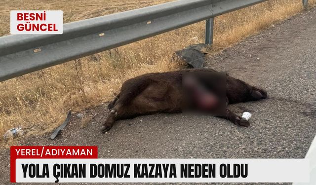 Adıyaman'da Yola Çıkan Domuz Kazaya Neden Oldu