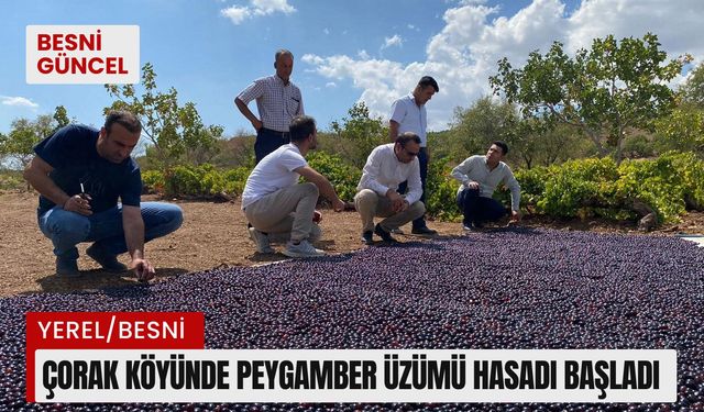 Çorak Köyünde Peygamber Üzümü Hasadı Başladı