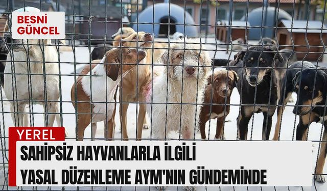 Sahipsiz hayvanlarla ilgili yasal düzenleme gündemde