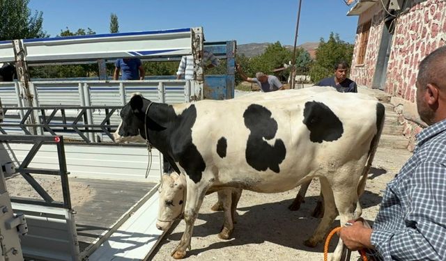 Rotary kulüplerinden depremzede ailelere gebe düve yardımı