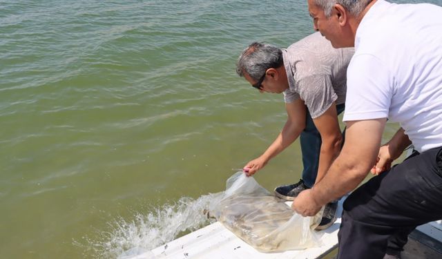 3,5 milyon yavru sazan baraj gölü ve göletlere bırakıldı