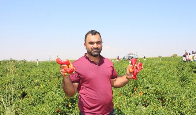 Şanlıurfa’da acı biberin hasadı sürüyor