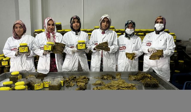 Kadın kooperatifinin hazırladığı salamura yapraklar Avustralya'ya gönderilecek