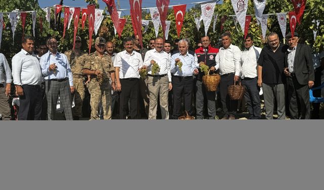 Siirt'te tayfi üzüm hasadına başlandı