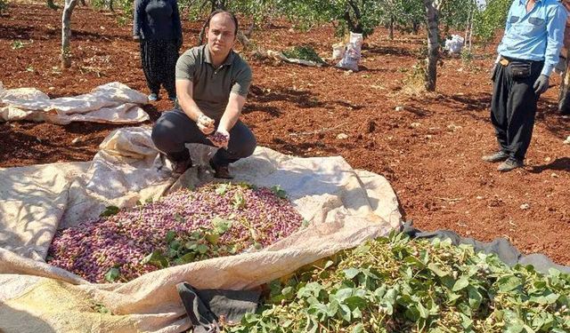 Araban'da Antep fıstığı hasadı sürüyor