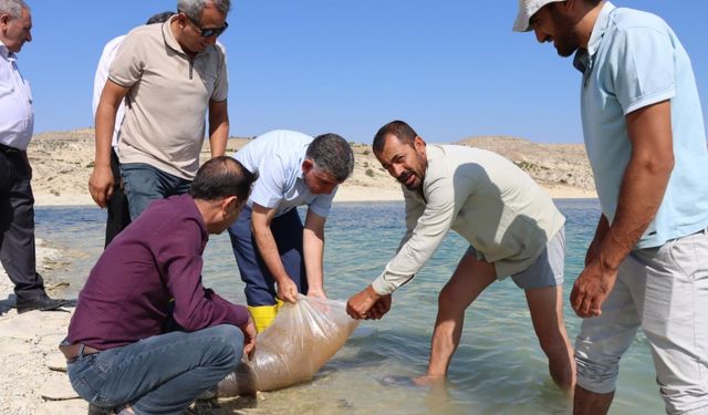 Atatürk Baraj Gölü’ne 'Şabut Balığı' yavrusu bırakıldı